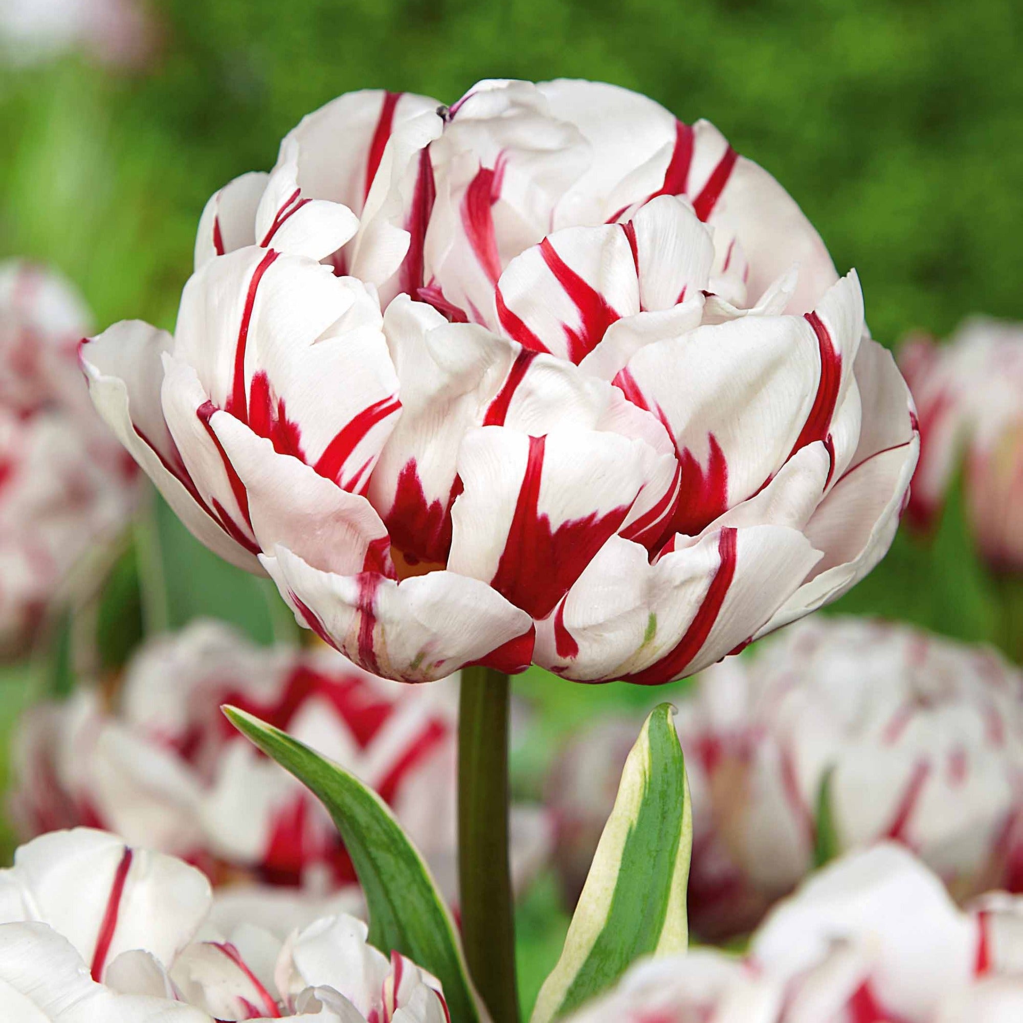 Bakker Bulbes Tulipes pivoine sachet 24 bulbes doubles