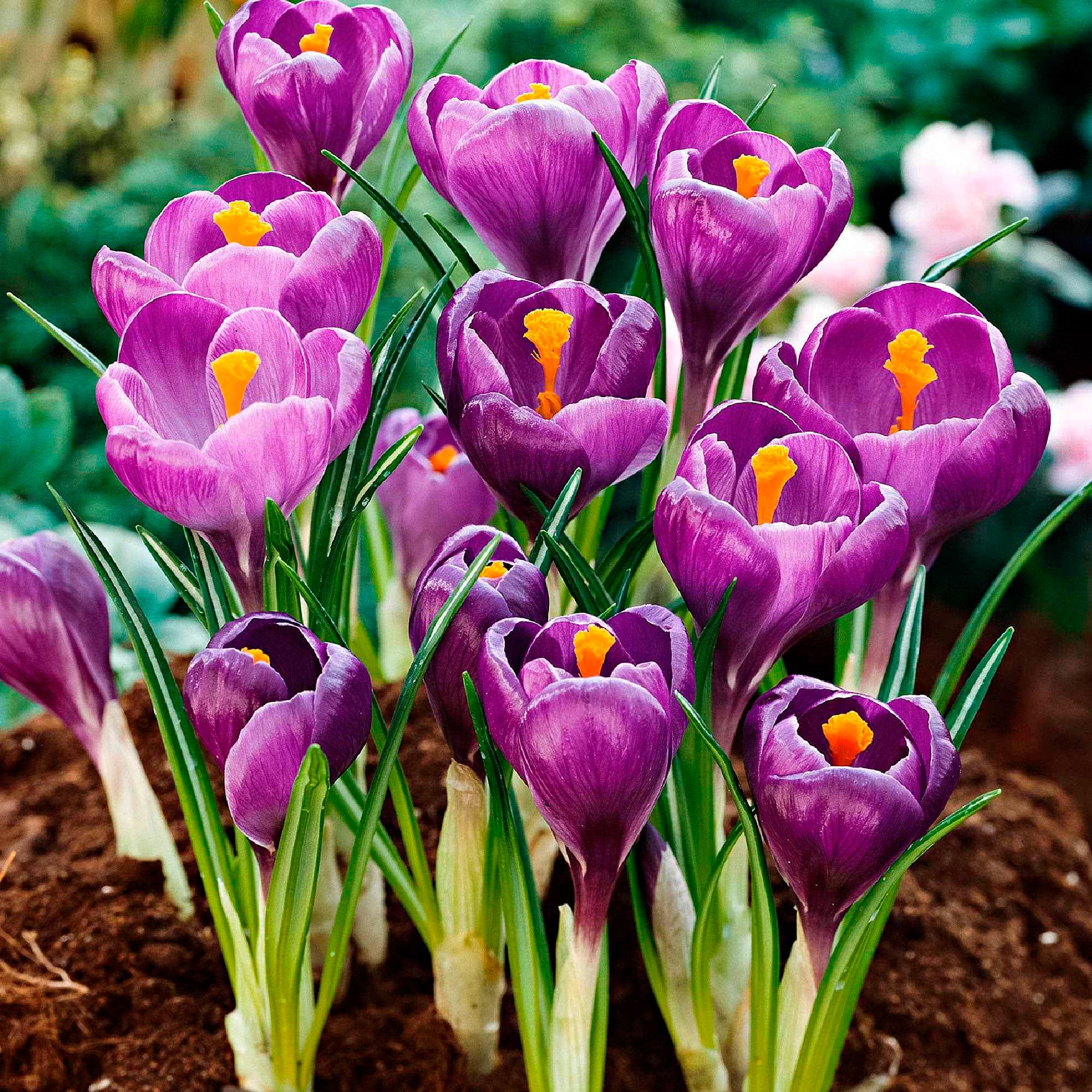 Bakker Bulbes à fleurs mellifères mauves blancs sachet 50 abeilles