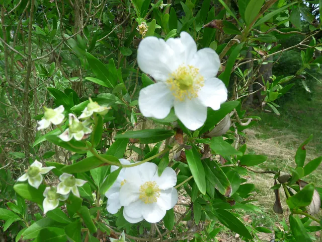 Les Hortensias du Haut Bois Carpenteria Californica arbuste blanc