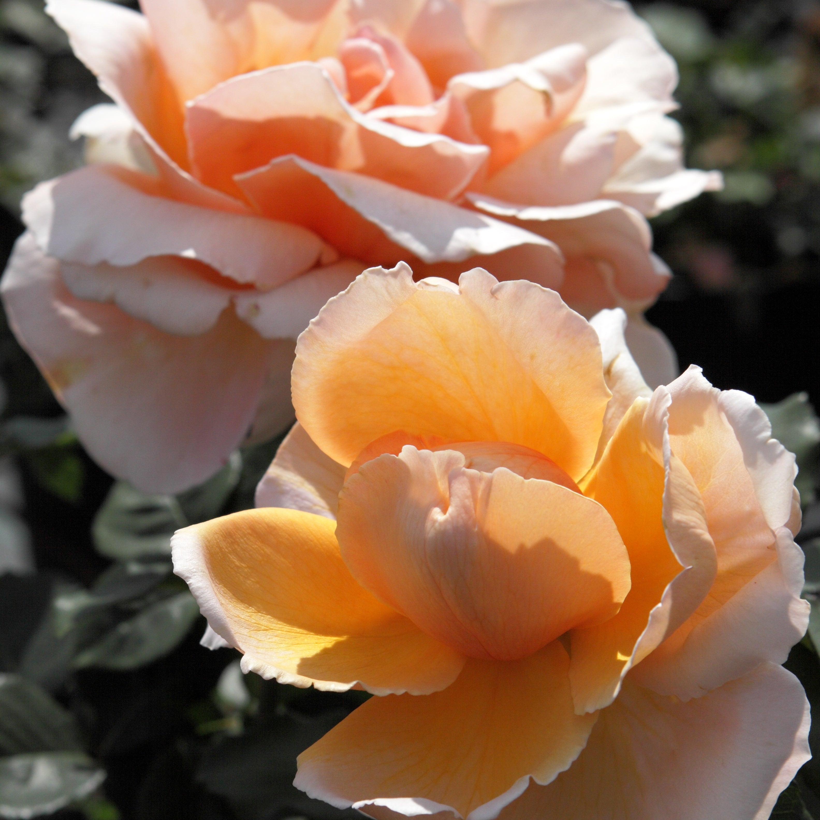 Bakker Just Joey rosier buisson pot 4L fleur saumon parfumé