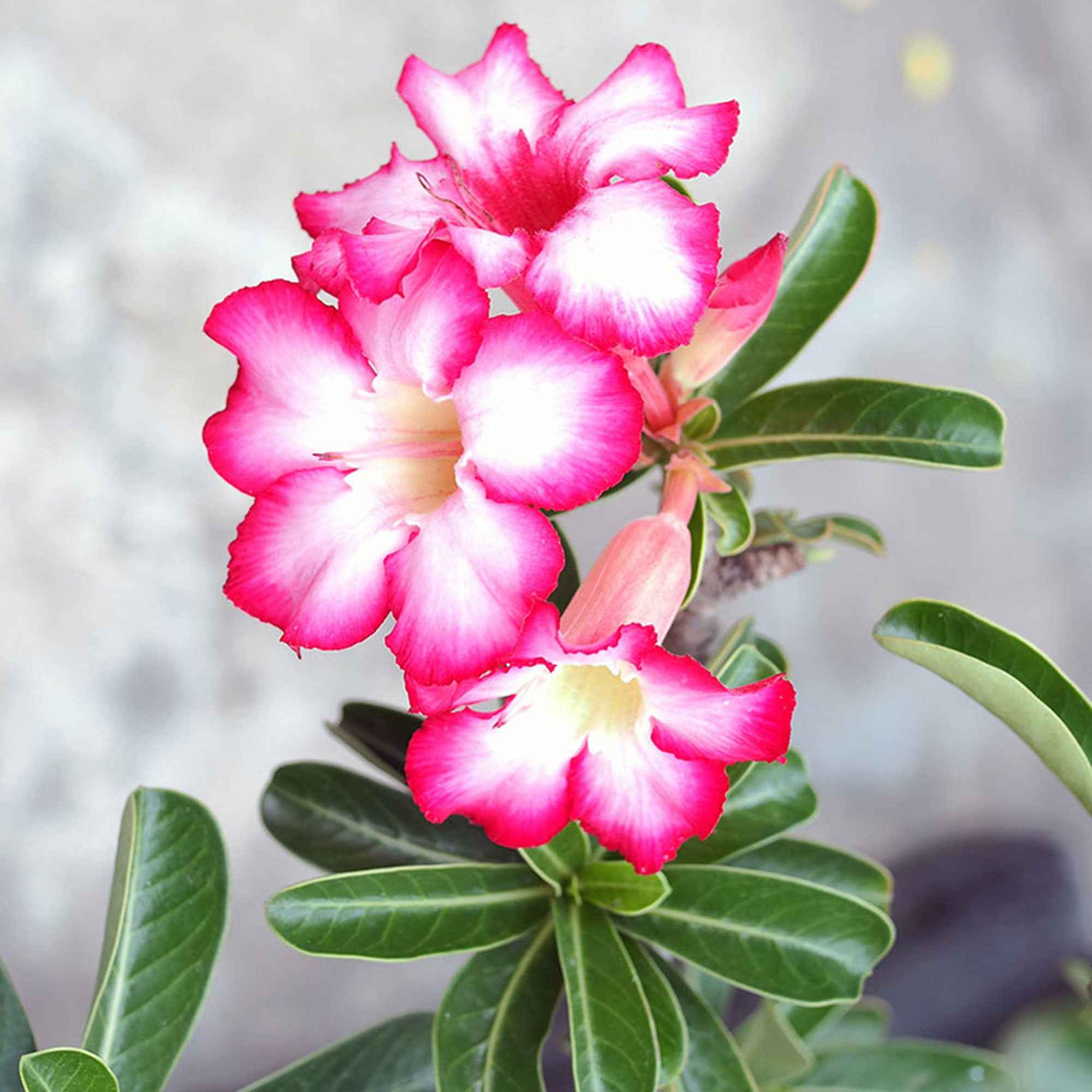 Bakker Rose du désert Adenium plante intérieur rose 20 cm