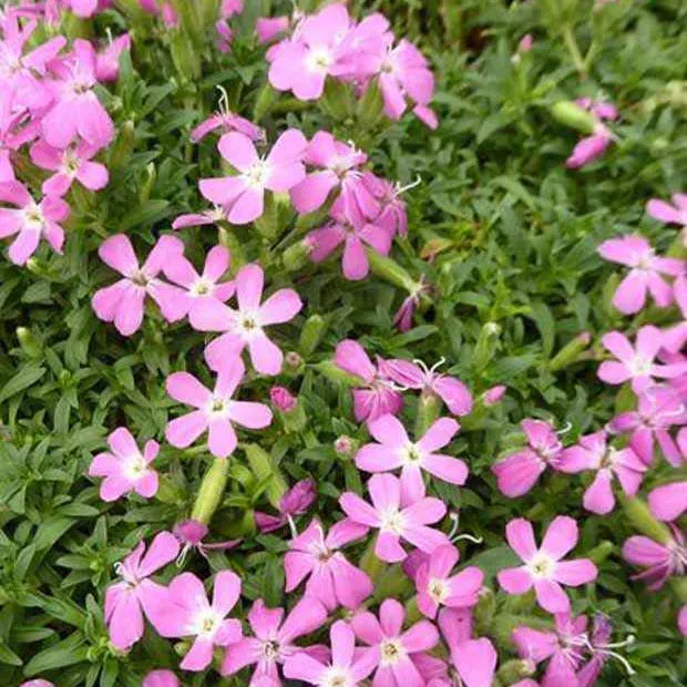 Bakker Saponaire Max Frei pot 8cm couvre-sol rose soleil