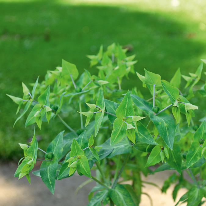 Bakker Plantes vivaces Euphorbe des Jardins Epurge pot 9cm