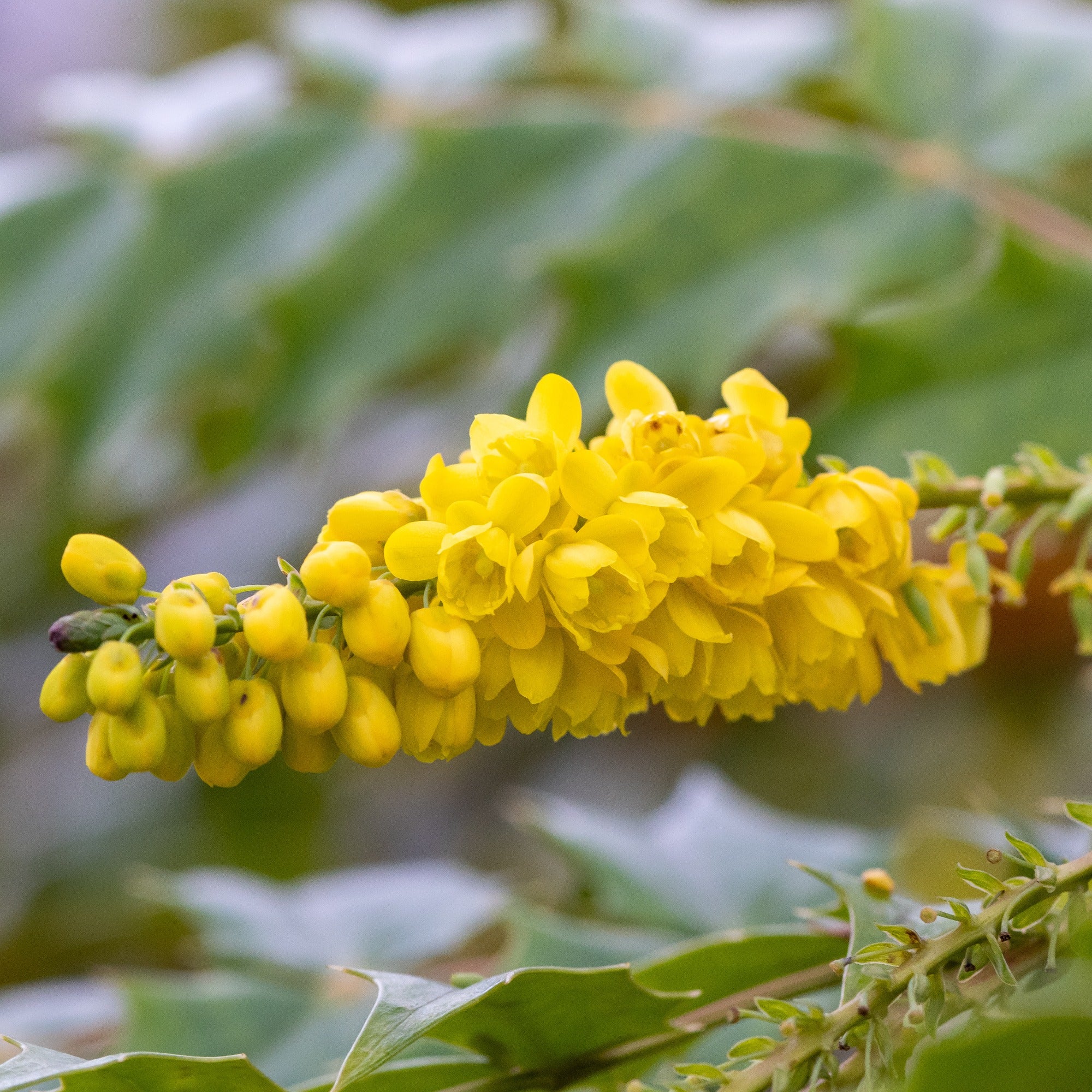 Bakker Mahonia Winter Sun arbuste pot 3L jaune hiver