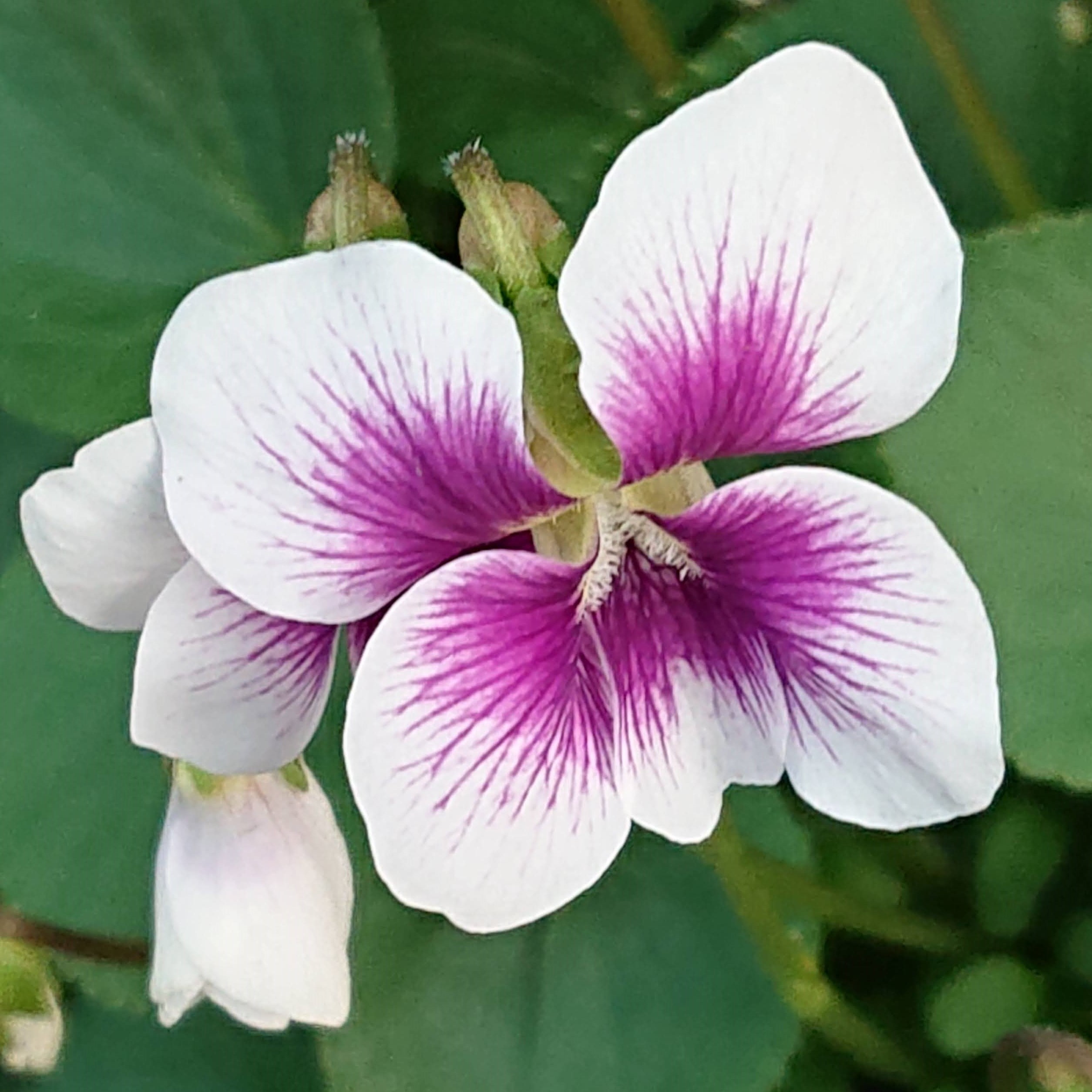 Passion Vivaces Viola Alice Witter plante pot 1 litre blanc