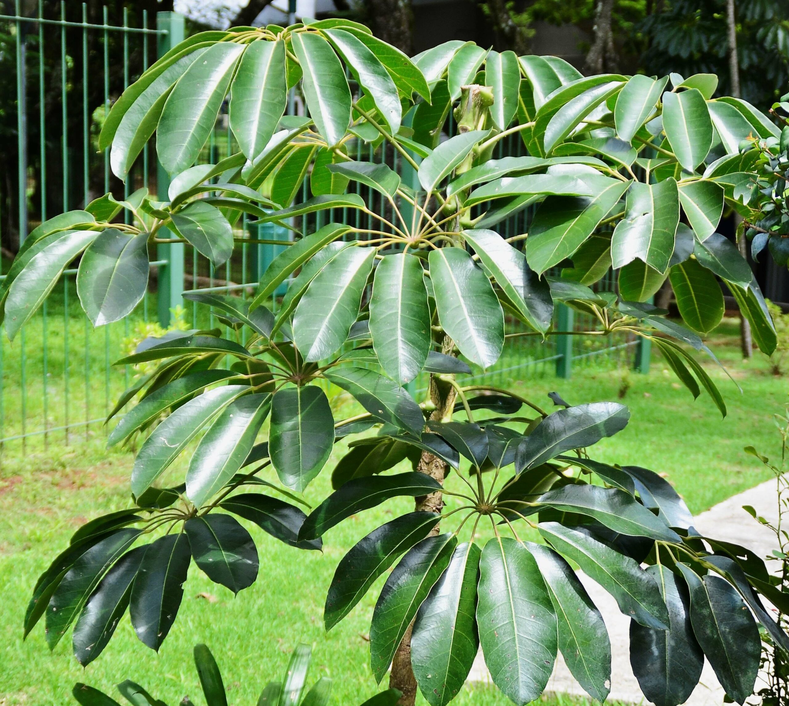 Pépinières Ripoche Schefflera taiwaniana plante exotique pot ombre