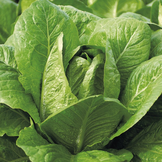 Bakker Blonde maraîchère laitue romaine sachet 2,5g