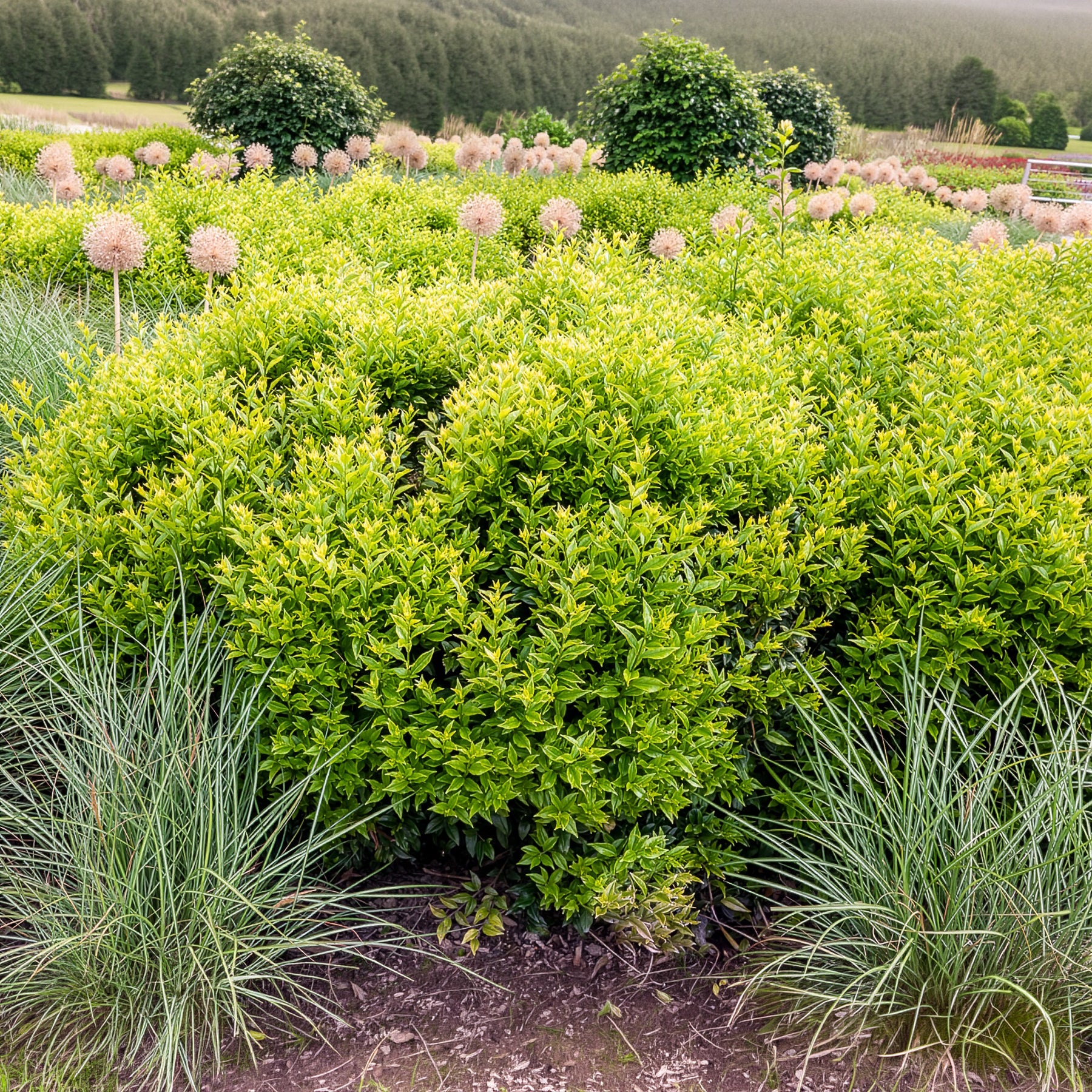 Bakker Sarcocoque Sarcococca arbuste d'ombre parfumé 4,5 L