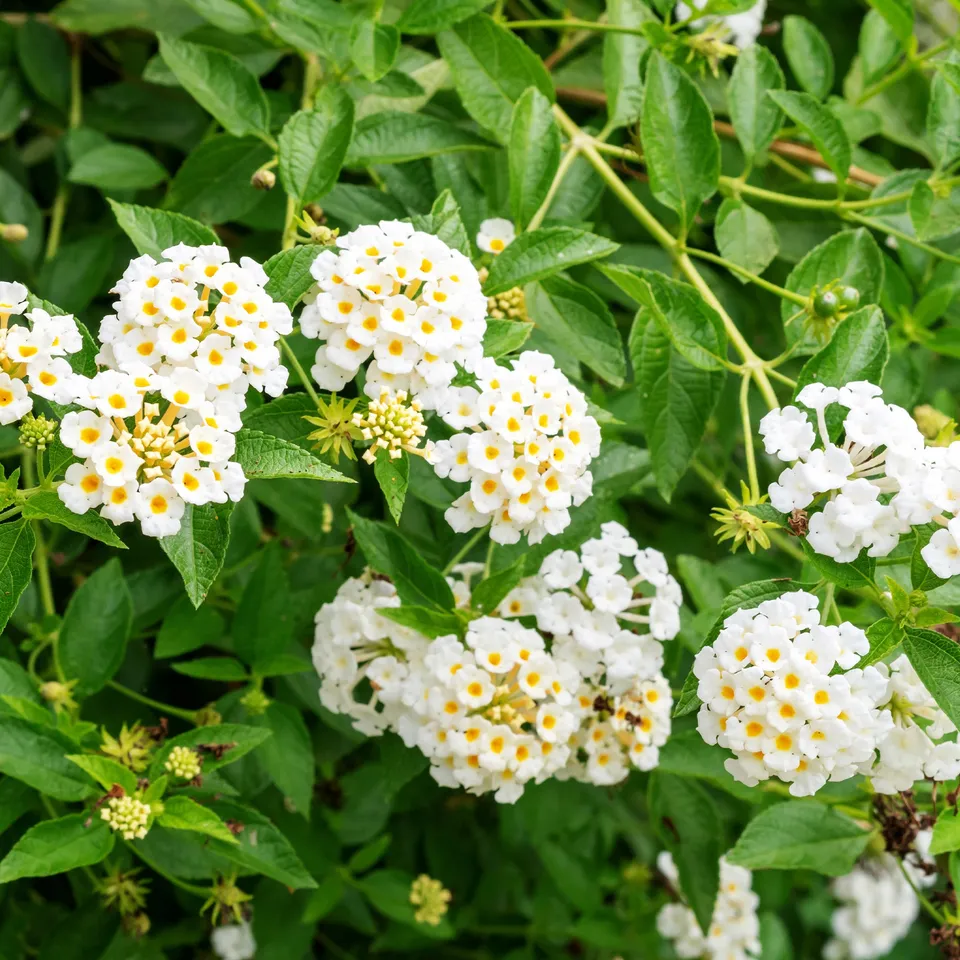 Bakker Lantana blanc fleur terrasse pot Ø10,5cm
