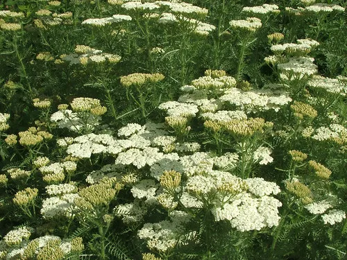 Passion Vivaces Achillea crithmifolia plante de jardin godet