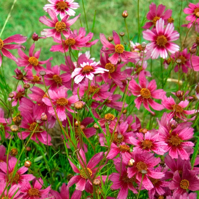Bakker Coreopsis rose Heaven's Gate vivace pot Ø 9cm