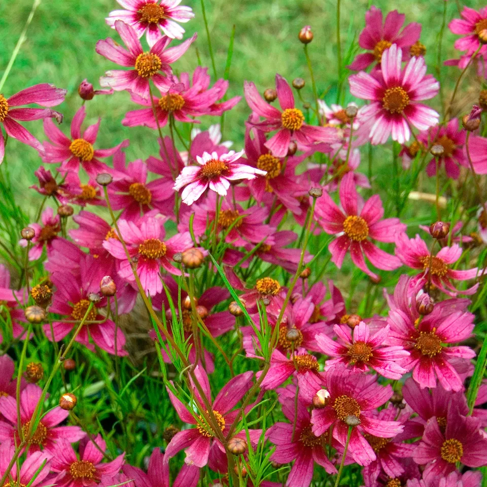 Bakker Coreopsis rose Heaven's Gate vivace pot Ø 9cm