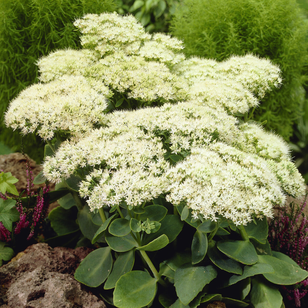 Bakker Sedum Stardust orpin blanc pot 9cm soleil
