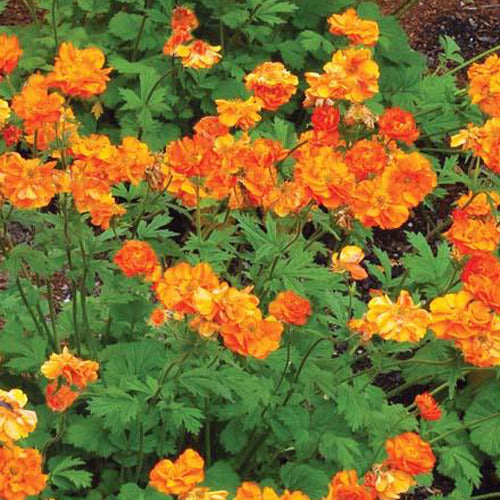 Bakker Plantes vivaces Benoîte Firestorm geum orange pot 8cm