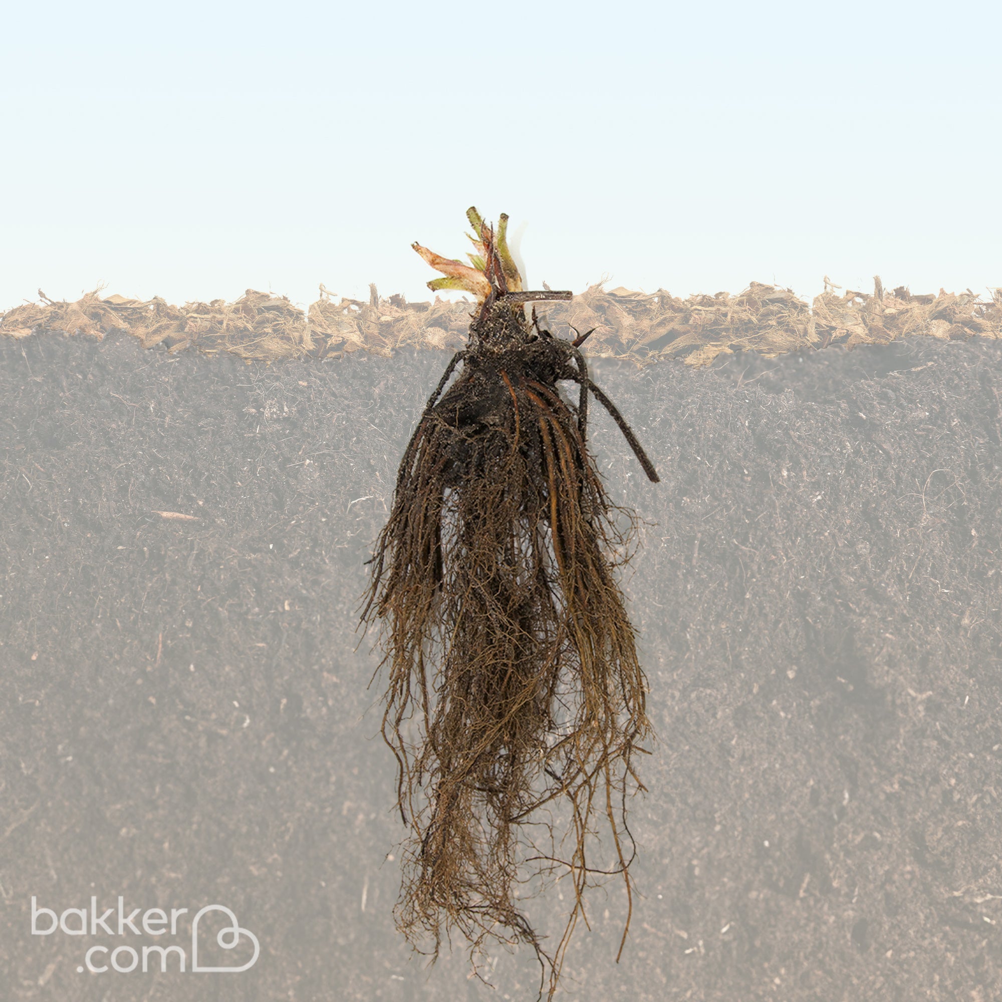 Bakker Ostara fraisier remontant paquet 10 racines nues sucré