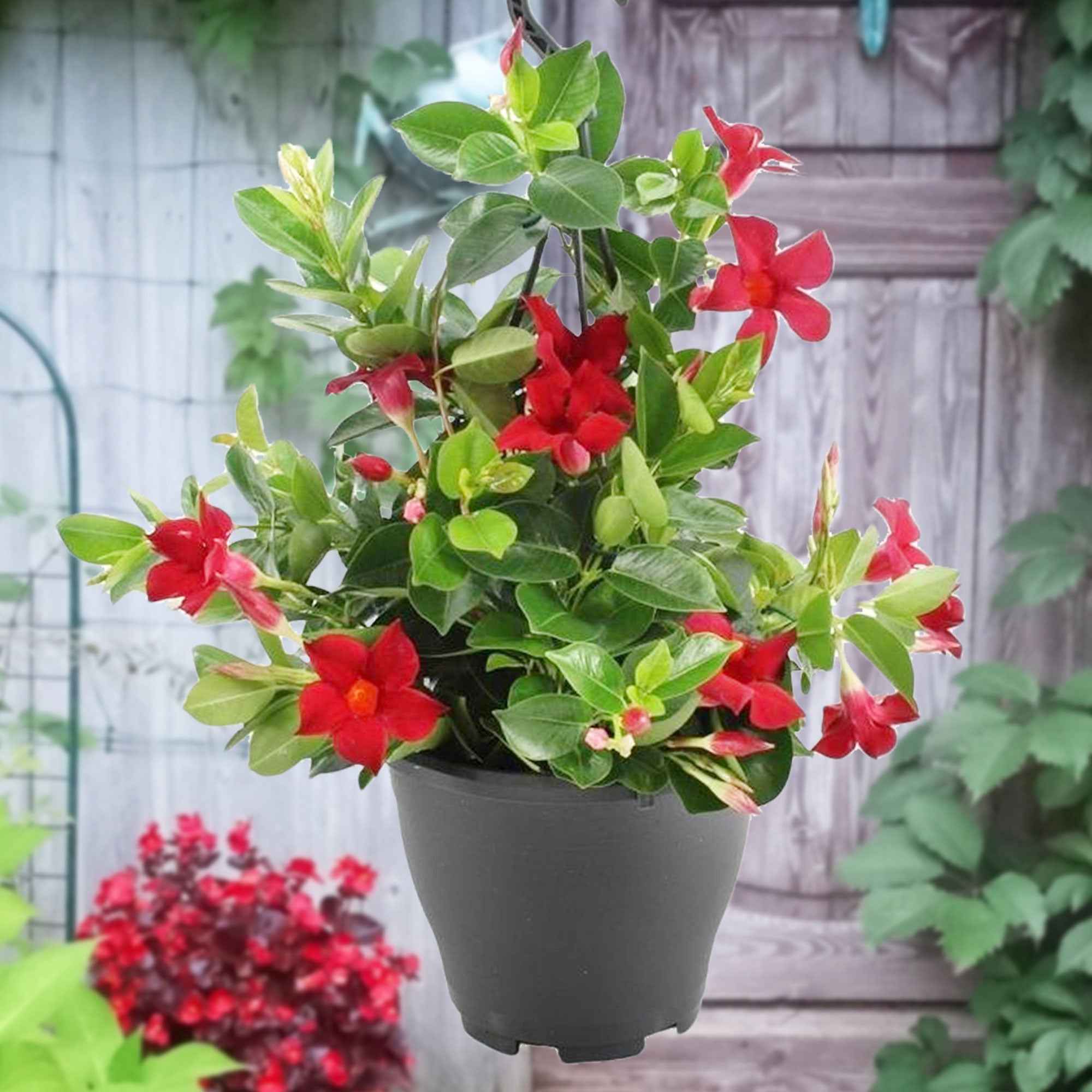 Bakker Dipladénia rouge Mandevilla pot 10,5cm floraison mai-oct