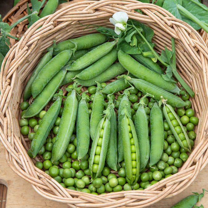 Bakker Potager Pois nain Petit Provençal sachet 200g précoce