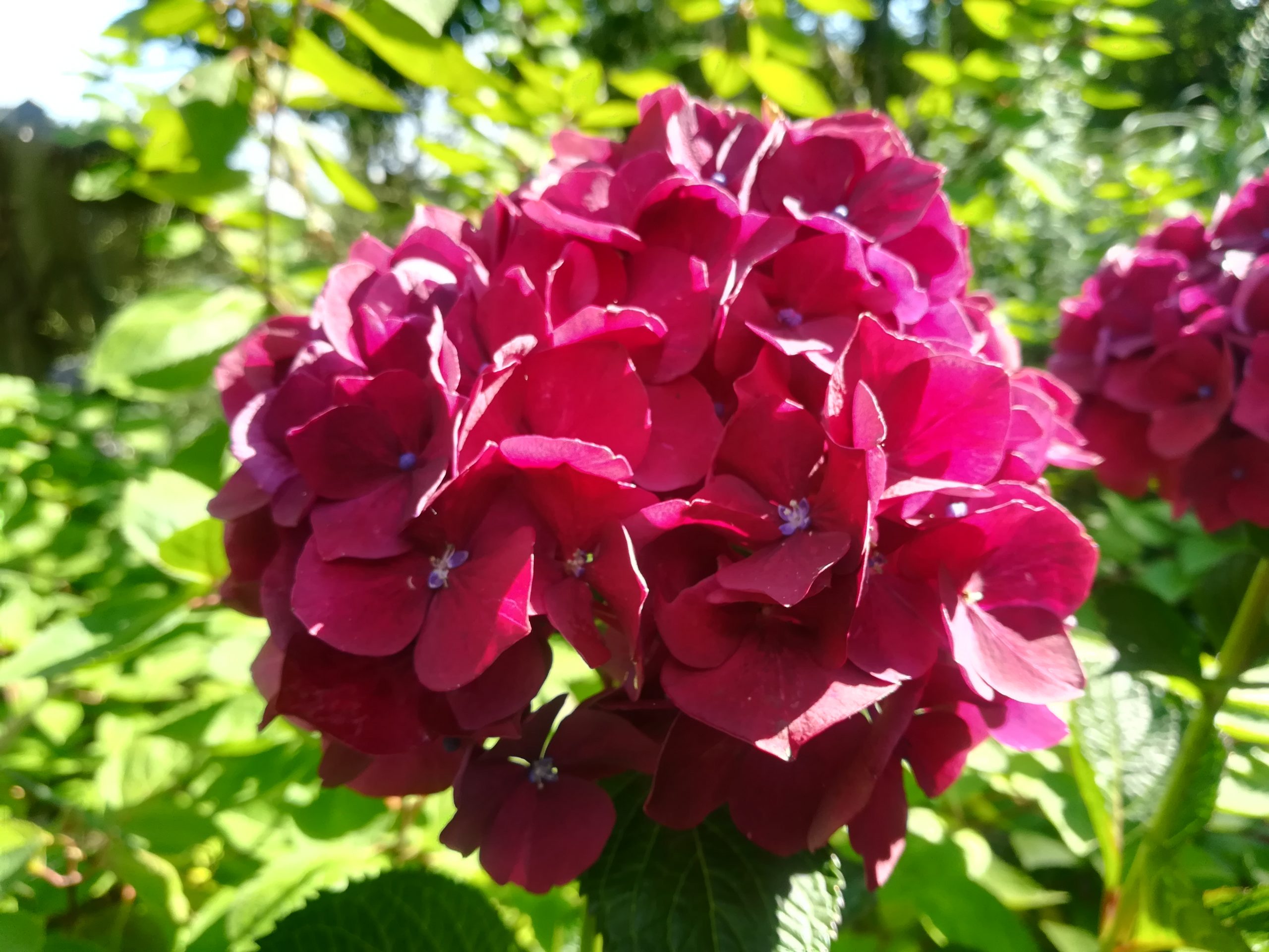 Les Hortensias du Haut Bois Hydrangea macrophylla Ruby Red hortensia rouge