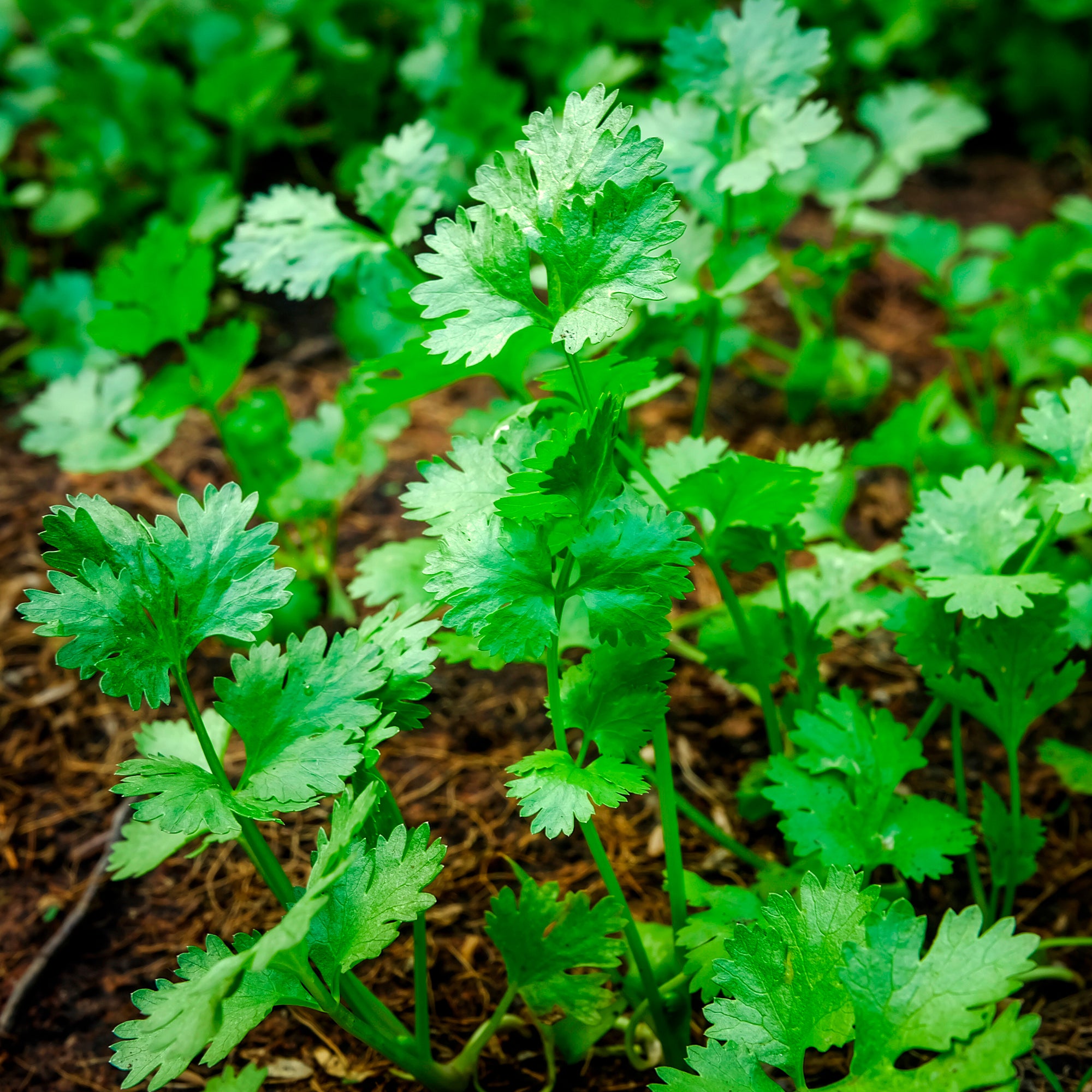 Bakker Coriandre lente à monter sachet 3g herbe aromatique