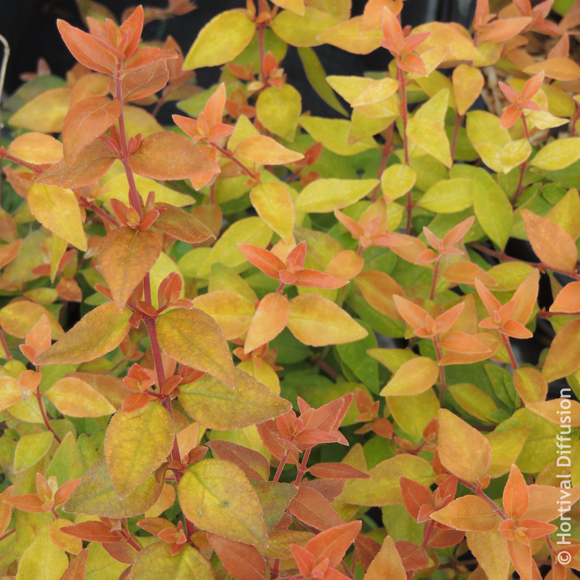 Bakker Abelia Caramel Charm arbuste pot 9cm feuillage doré
