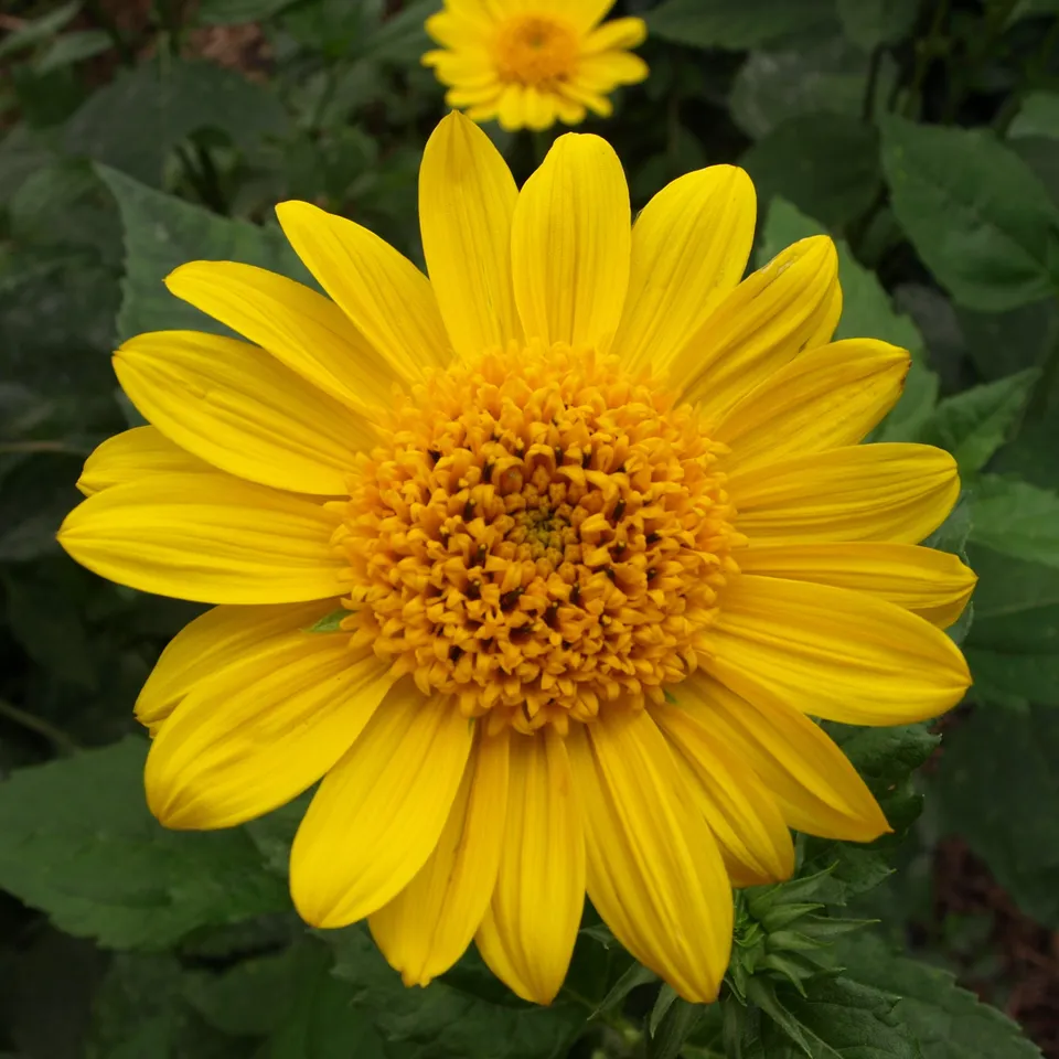 Passion Vivaces HELIANTHUS decapetalus Capenoch Star plante vivace godet jaune
