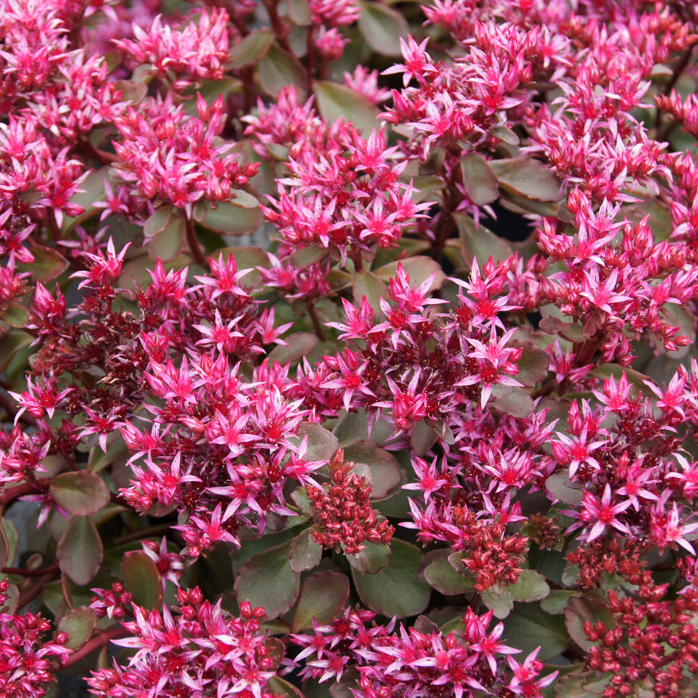 Bakker Sedum Fuldaglut orpin 5 pots 9cm couvre-sol rouge