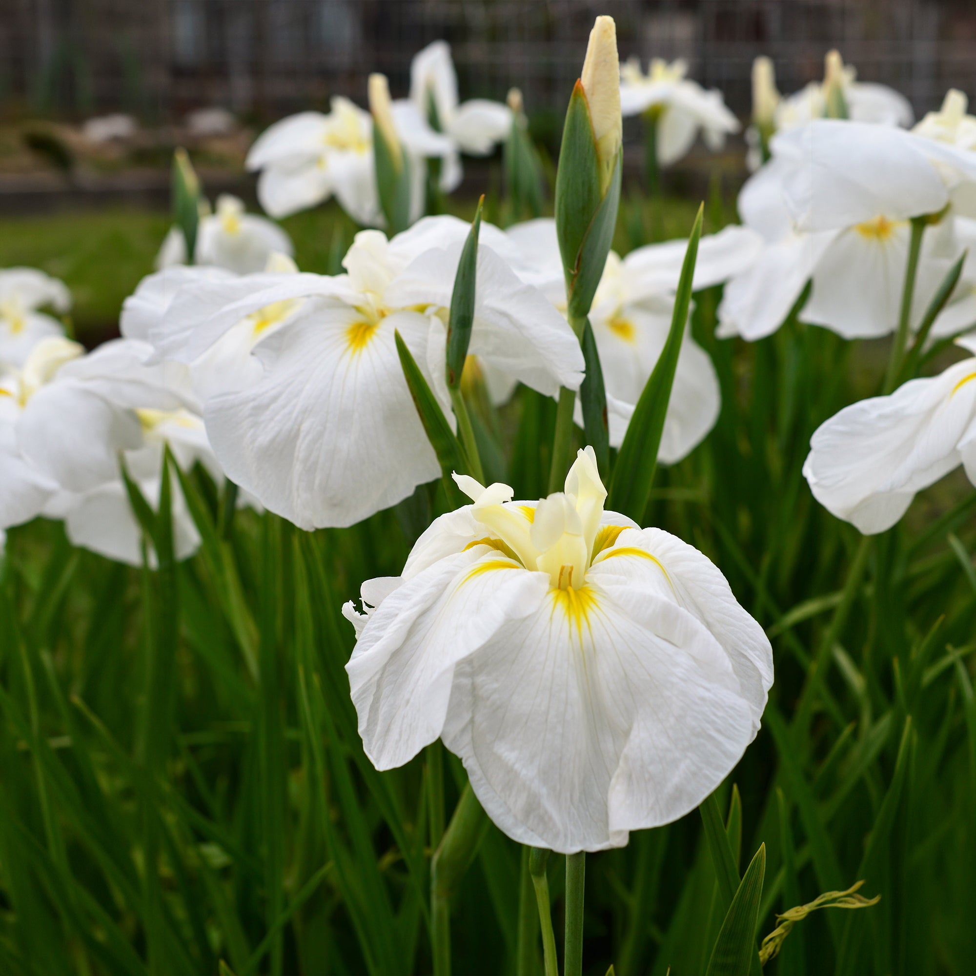 Bakker White Ladies iris du Japon blanc pot 8 cm