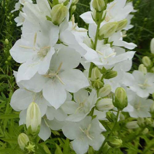Bakker Campanule à fleurs larges Alba vivace pot Ø9cm blanc