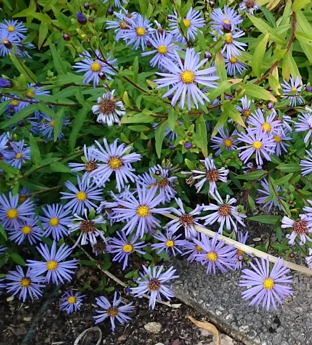 Passion Vivaces Aster maackii plante vivace bleue godet