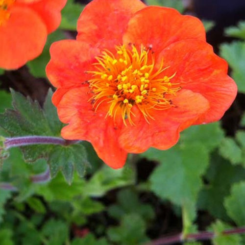 Bakker Benoîte Sigiswang pot Ø 9 cm fleurs orange jardin