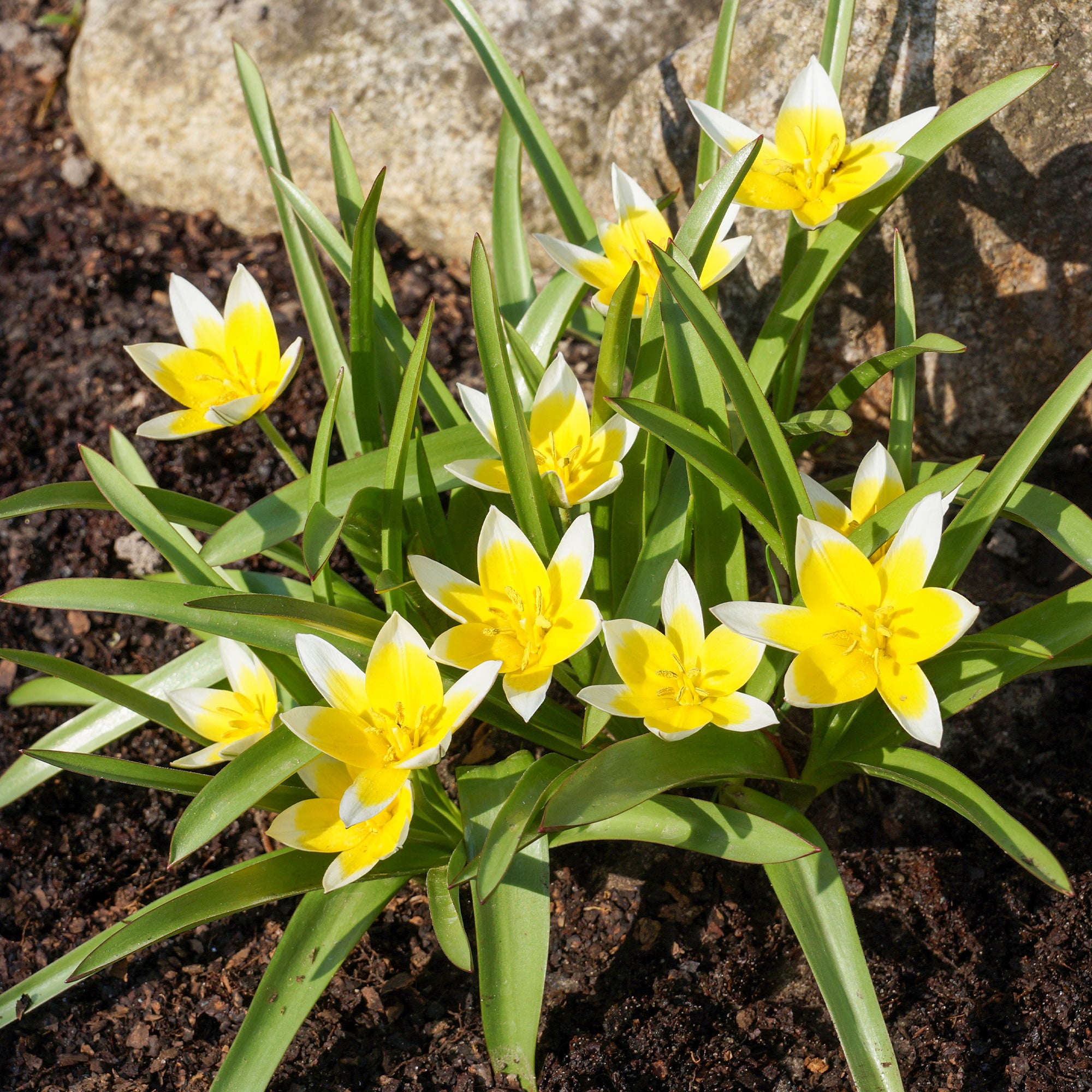 Bakker Tulipa Tarda tulipe botanique sachet 10 bulbes jaune