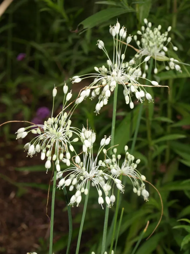 Passion Vivaces Allium carinatum Album bulbe blanc pur