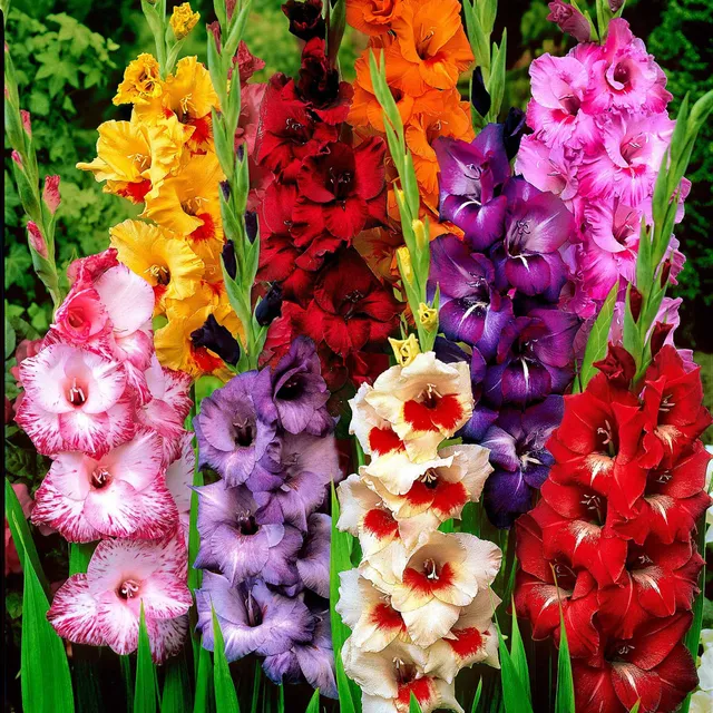 Bakker Collection 50 Glaïeuls bulbes fleurs à couper mélange