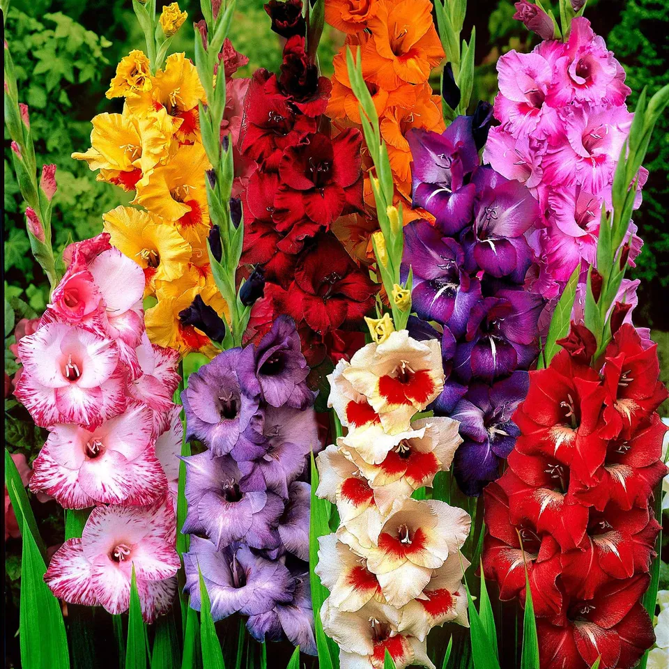 Bakker Collection 50 Glaïeuls bulbes fleurs à couper mélange