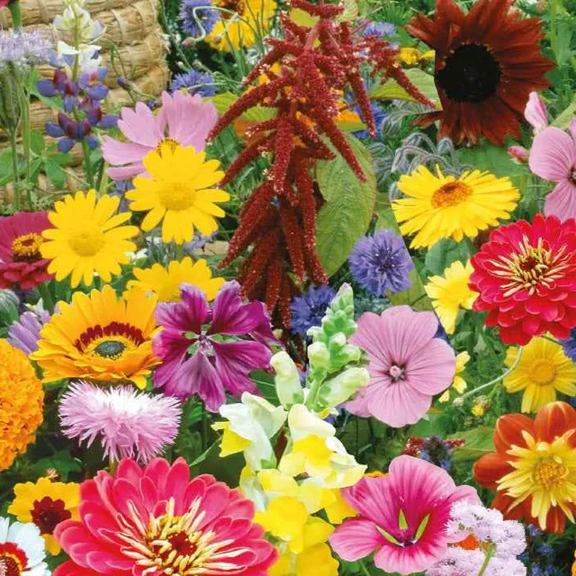 Bakker Graines fleurs papillons abeilles bio 5g 7m²