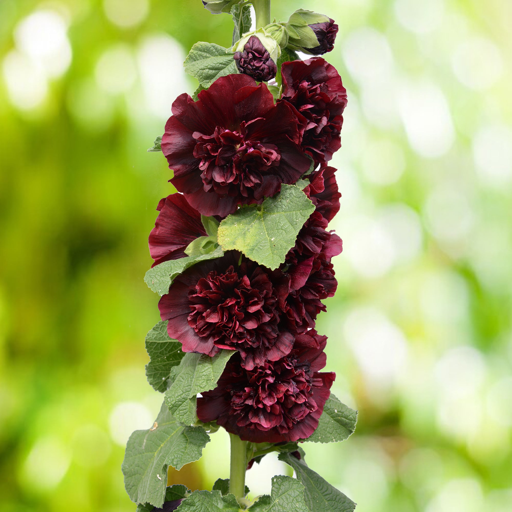 Bakker Extérieur Rose trémière Chater's Double Purple pot 9cm