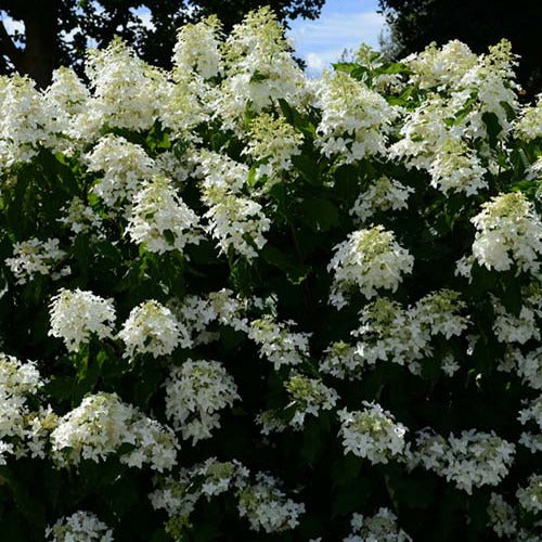 Bakker Hortensia Great Star Le Vasterival arbuste blanc pot 3L