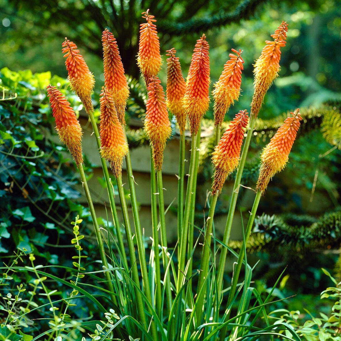 Bakker Tritomas Kniphofia vivace paquet 5 racines floraison bicolore