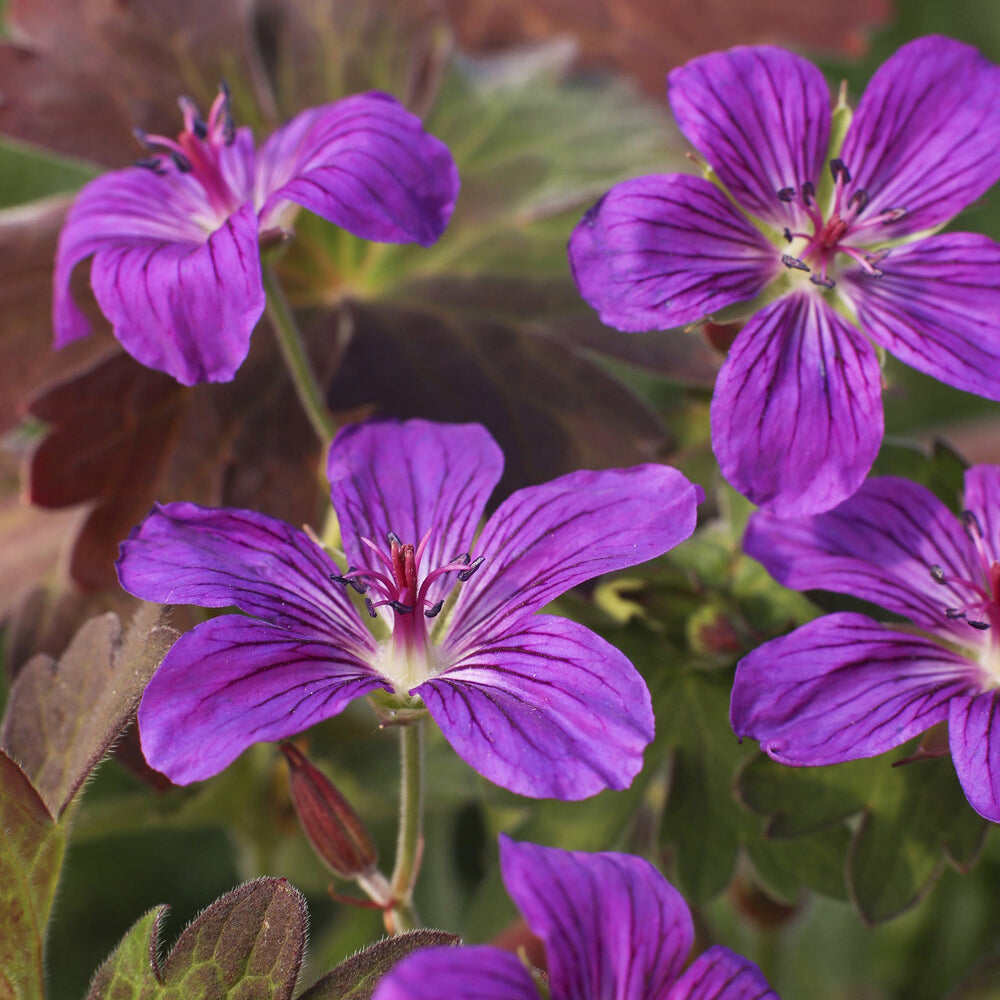 Bakker Géranium Sibérie vivace violette pot 8cm rustique