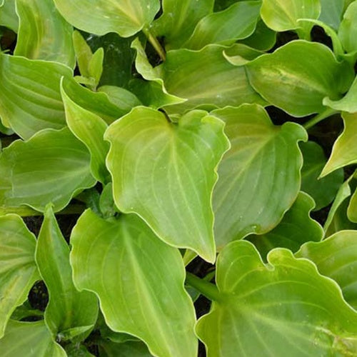 Bakker Hosta Invincible plante vivace pot 9cm ombre