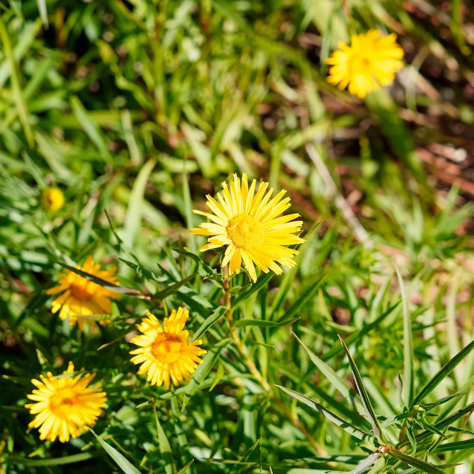 Bakker Aunée feuille épée plante vivace pot Ø9cm jaune