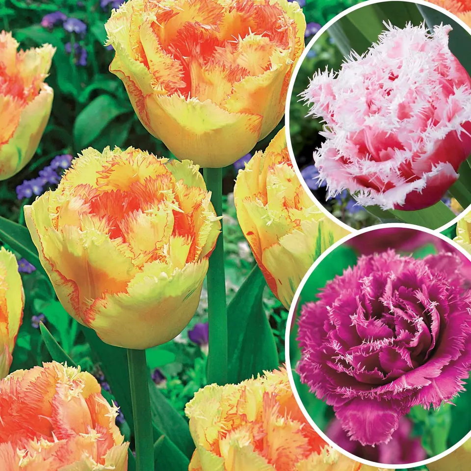 Bakker 15 Tulipes frangées Queensland bulbes multicolore