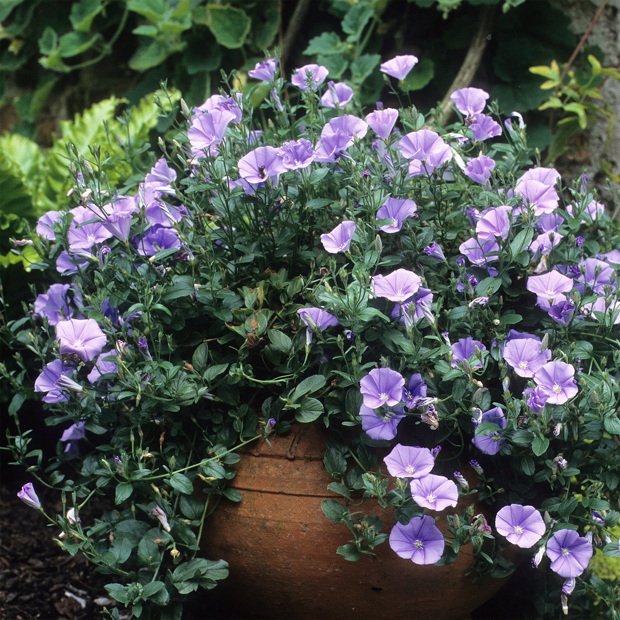 Bakker Liseron de Mauritanie couvre-sol pot 8cm fleurs bleues