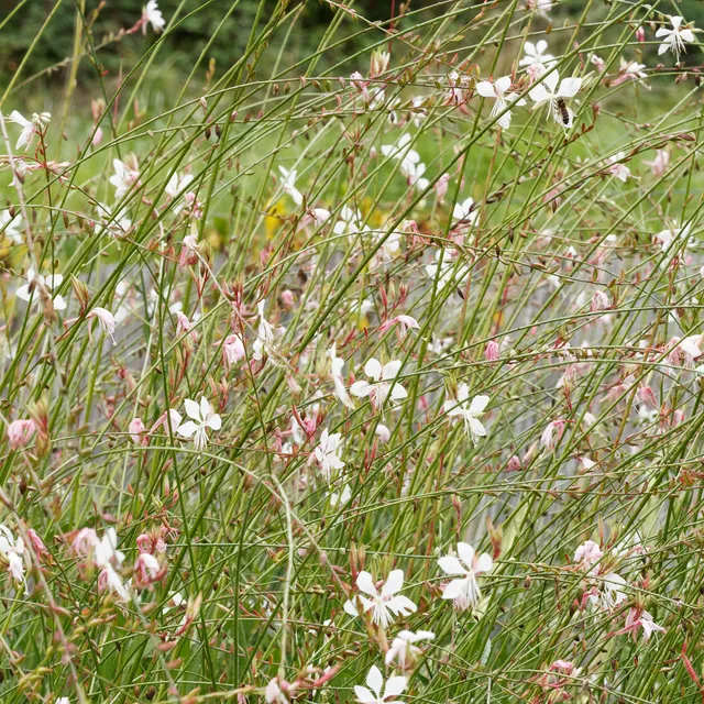 Bakker Gaura Corrie's Gold plante vivace pot 9cm fleurs blanches