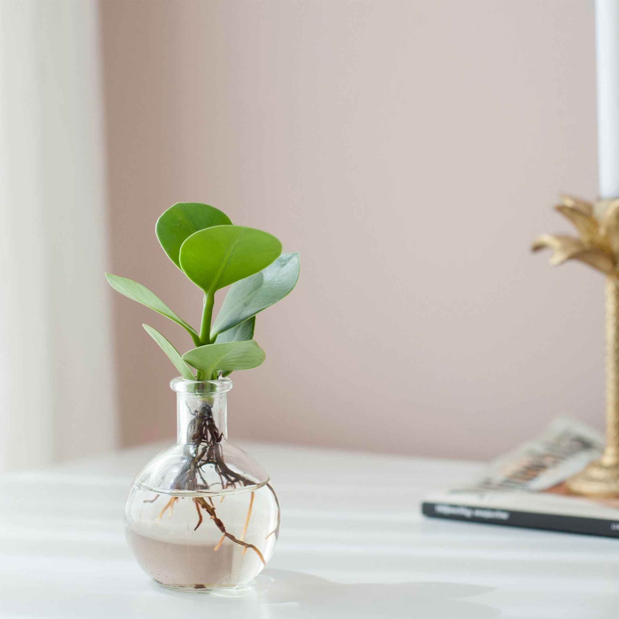 Bakker Clusia Samoa plante intérieure kit vase hydroponique