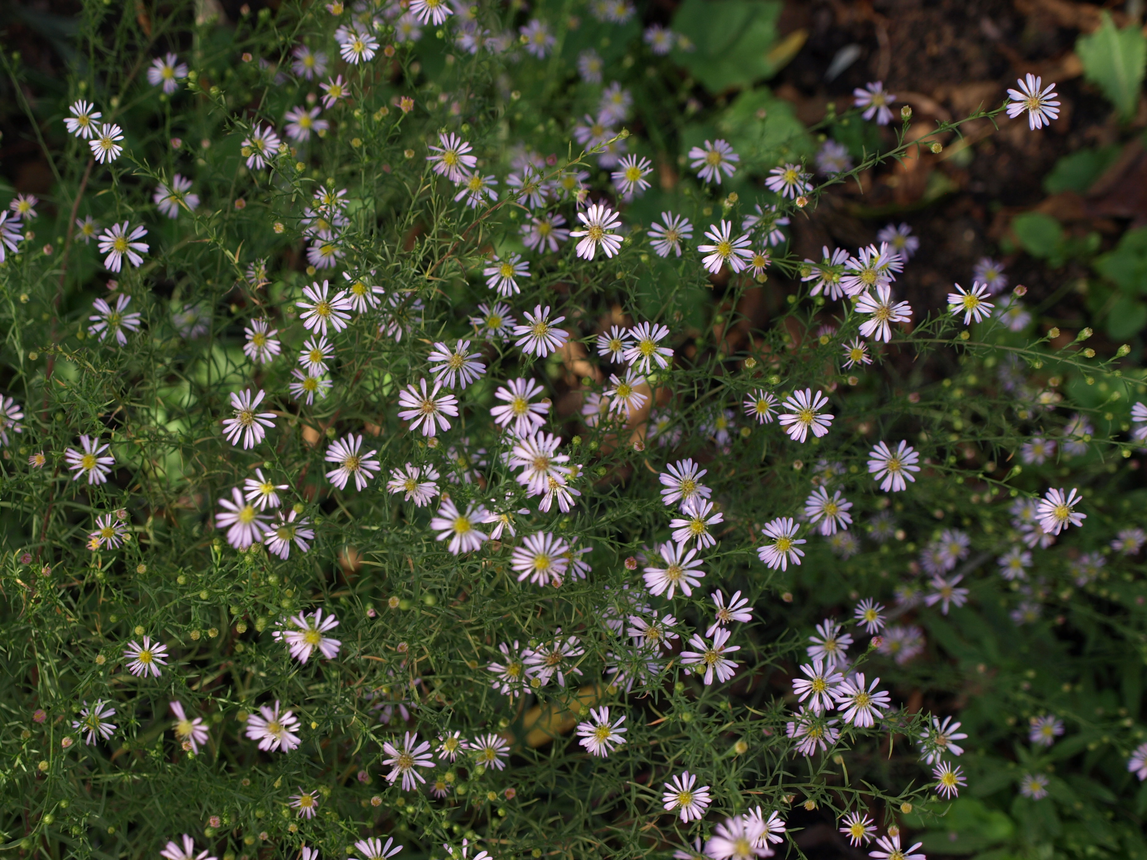 Passion Vivaces ASTER Madame Pessy aster vivace godet blanc rosé