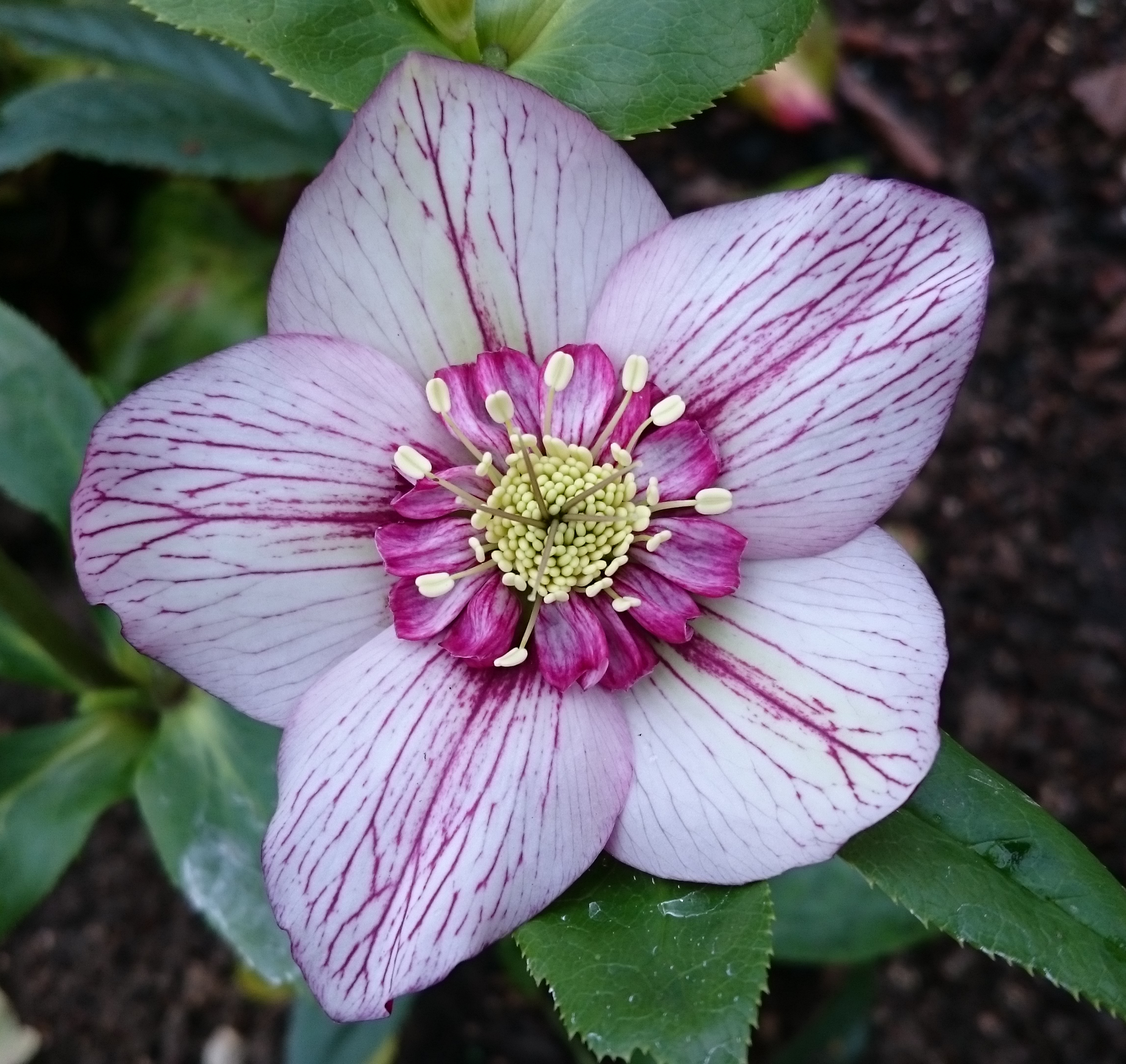 Passion Vivaces Helleborus orientalis plante vivace rose de carême hiver
