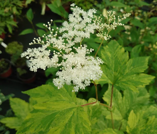 Passion Vivaces Filipendula Ki Chiri Fu vivace pot 1L panachée