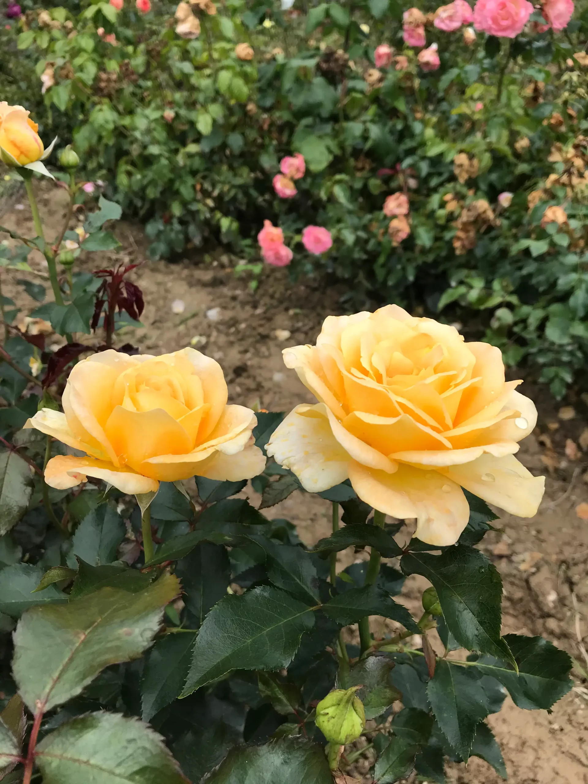 Michel Adam Jour de Fête rosier buisson godet fleurs jaunes parfumées