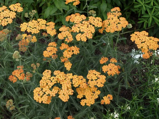 Passion Vivaces ACHILLEA millefolium Terracotta vivace godet
